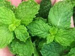 Common Mint or Spearmint Herb Seeds Online Hot Sale