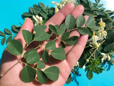 Moringa Oleifera on Sale