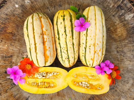 Delicata Squash Seeds Hot on Sale