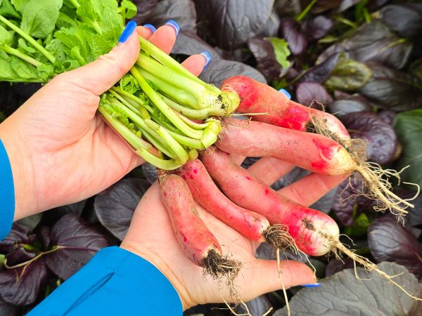 French Breakfast Radish Seeds Fashion