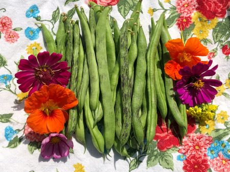 Rattlesnake Pole Bean Seeds on Sale