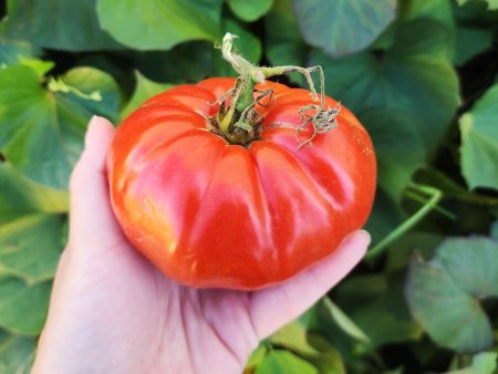 Neves Azorean Red Beefsteak Tomato Seeds Cheap