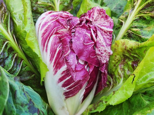 Palla Rosa Radicchio Seeds Online Hot Sale