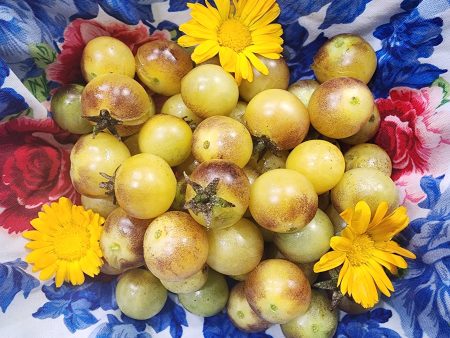 Amethyst Cream Yellow & Purple Cherry Tomato on Sale