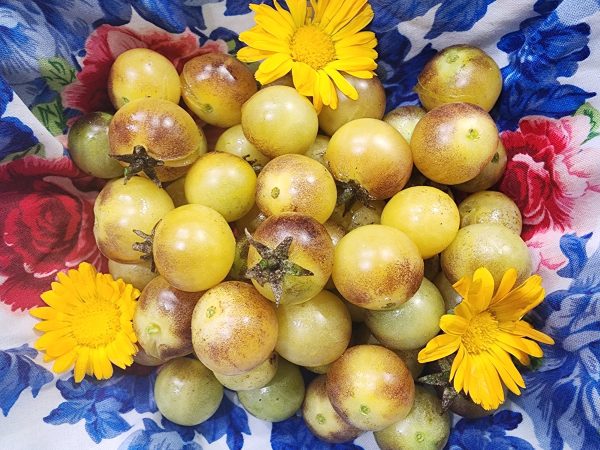 Amethyst Cream Yellow & Purple Cherry Tomato on Sale