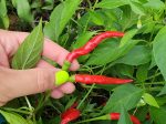 Italian Cigarette Hot Pepper Seeds Hot on Sale