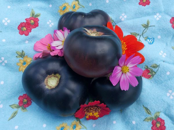 Black Beauty Tomato Online