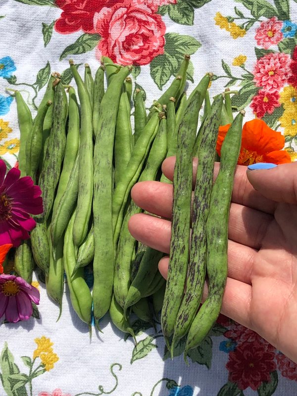 Rattlesnake Pole Bean Seeds on Sale