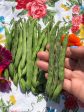 Rattlesnake Pole Bean Seeds on Sale