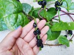 Red Malabar Spinach Online now