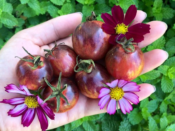 Black Strawberry Cherry Tomato Discount