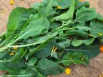 Arugula Mustard Greens Herb Seeds Online