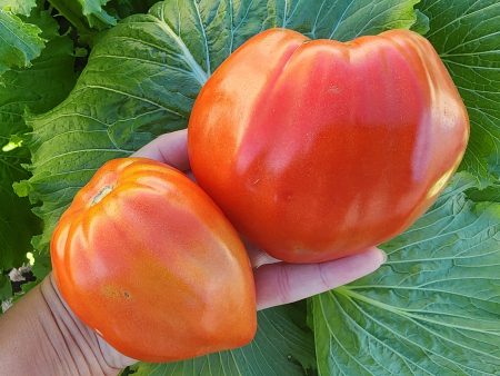 Firali Italian Oxheart Tomato Online