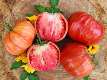 Giant Nono Italian Tomato Seeds For Sale