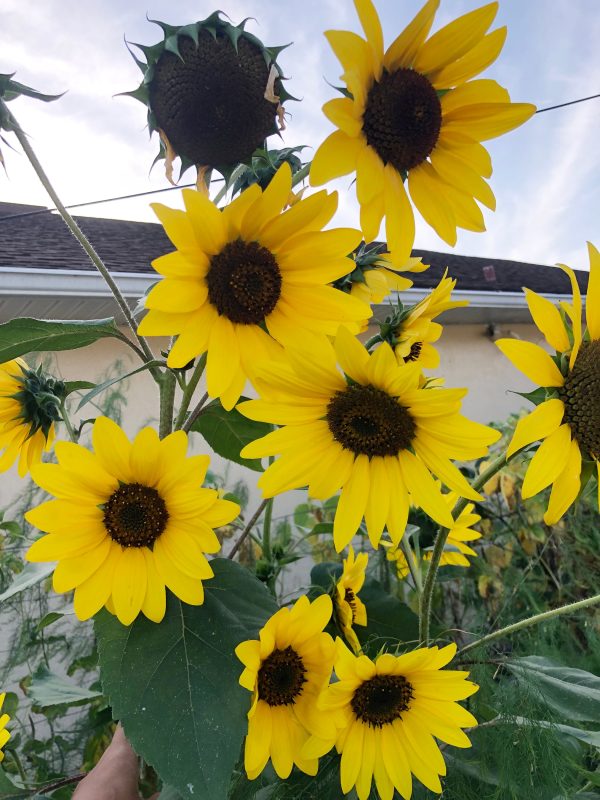 Henry Wilde Sunflower Fashion