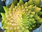 Romanesco Broccoli Seeds Fashion