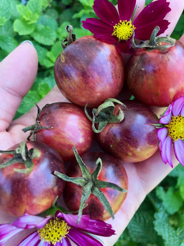 Black Strawberry Cherry Tomato Discount