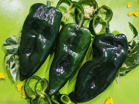 Poblano aka Ancho Chile Pepper Seeds Discount