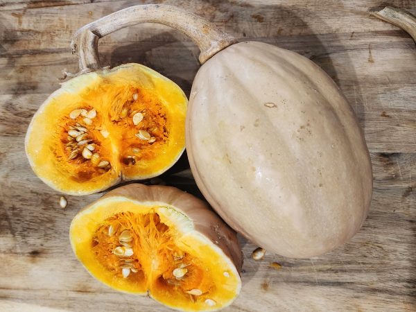 RARE Mayan Small Squash aka Calabacita Chica Online now