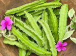 Winged Bean aka Dragon Bean Seeds For Discount