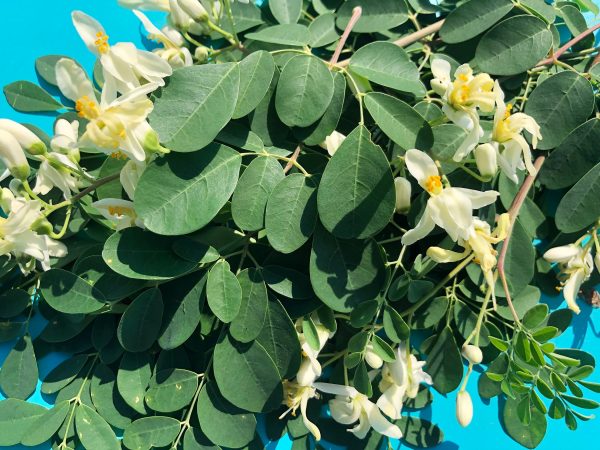 Moringa Oleifera LIVE Starter Plant Sale