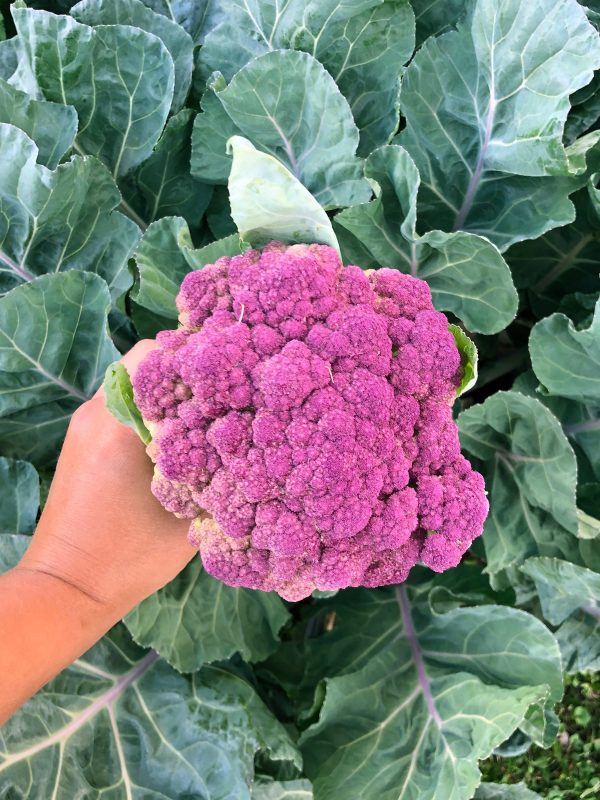 Violetta Italia Purple Cauliflower Seeds Sale