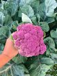 Violetta Italia Purple Cauliflower Seeds Sale