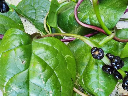 Red Malabar Spinach Online now