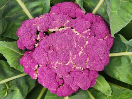 Violetta Italia Purple Cauliflower Seeds Sale