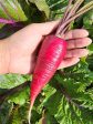 Cosmic Purple Carrot Cheap