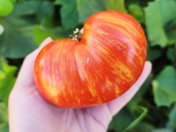 Dwarf Beauty King Beefsteak Tomato Seeds Discount