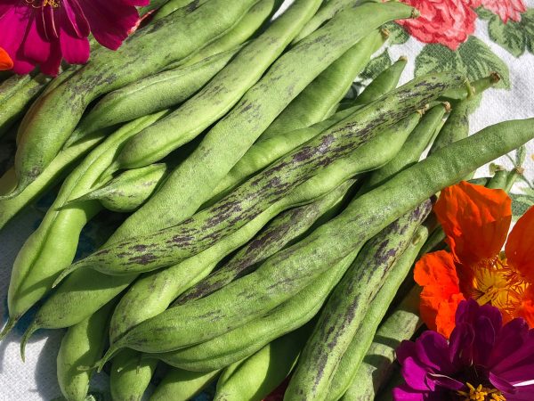 Rattlesnake Pole Bean Seeds on Sale