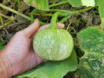 RARE Mayan Small Squash aka Calabacita Chica Online now