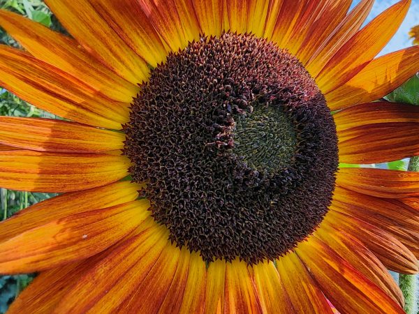 Red Sun Sunflower Cheap