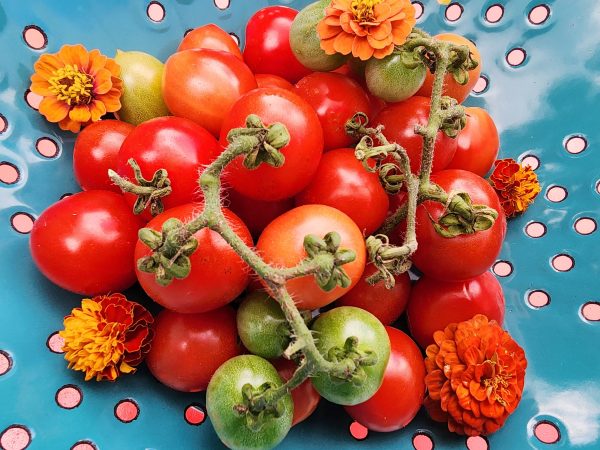 A Grappoli D Inverno Tomato Seeds Online Hot Sale