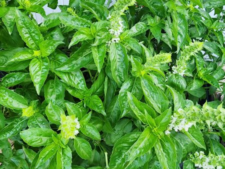 Italian Large Leaf Sweet Basil For Sale