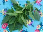 Italian Large Leaf Sweet Basil For Sale