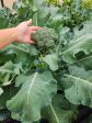 Di Cicco Broccoli Seeds For Cheap