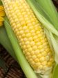 Golden Bantam Sweet Corn Seeds Discount