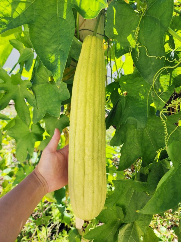 Superior Light Green Luffa for Sponges Online now