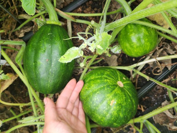 RARE Mayan Small Squash aka Calabacita Chica Online now