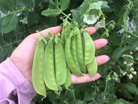 Oregon Sugar Pod II Snow Pea Seeds For Sale