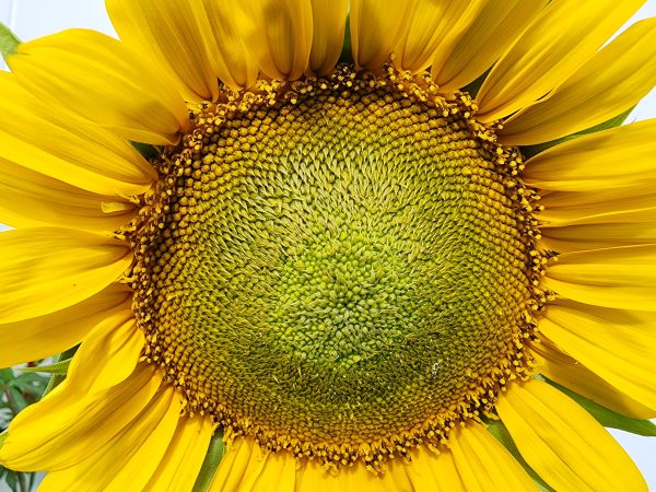 Dwarf Sunspot Sunflower Seeds Hot on Sale