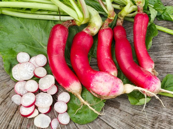 French Breakfast Radish Seeds Fashion