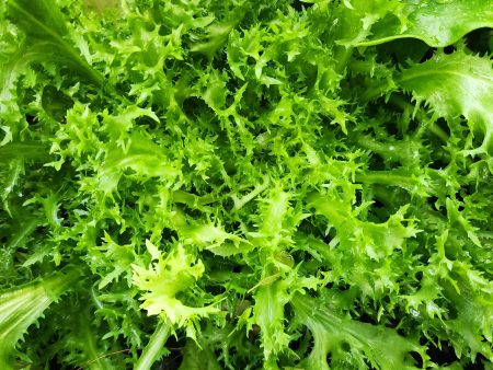 Frisse Endive Greens Seeds For Cheap