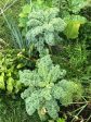 Vates Blue Scotch Curly Leaf Kale For Cheap