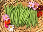 Harvester Bush Bean Seeds Hot on Sale