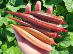 Red Burgundy Okra Sale