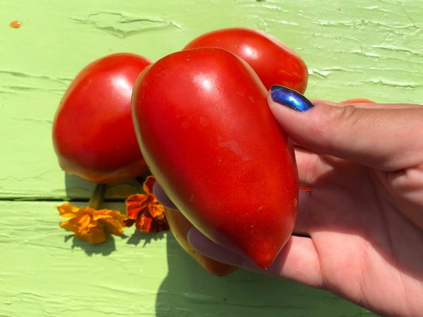 Amish Paste Tomato Supply