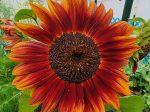 Autumn Beauty Sunflower Online Sale